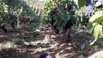 Thinning excess grapes to improve flavour