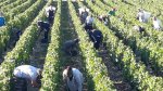 Grape-picking by hand