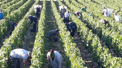 Vendanges manuelles