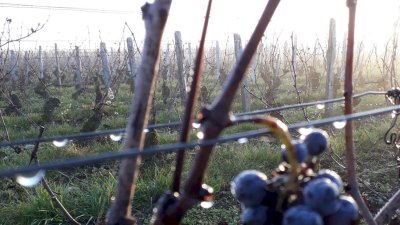 Young pinot vines after leaf fall