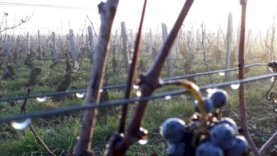 Petits pinots après la chute des feuilles