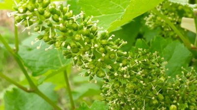 Vines in flower